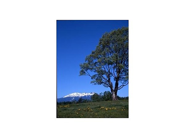 木曽馬の里のコナラ