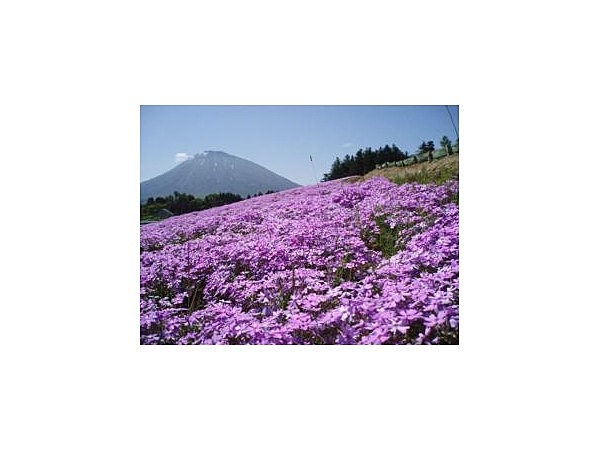 旭ヶ丘公園の芝ざくら