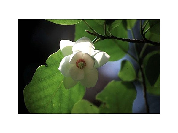 赤沢自然休養林のオオヤマレンゲ