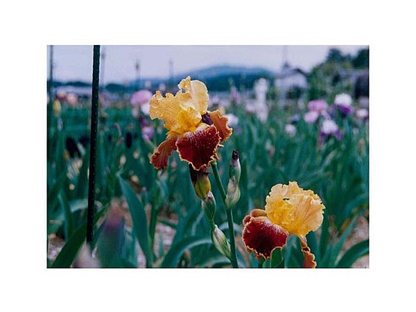 豊丘アイリス園