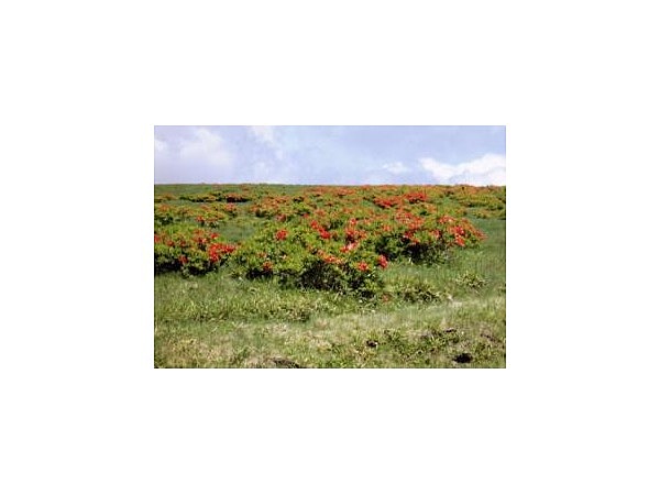 美ヶ原高原・茶臼山のレンゲツツジ