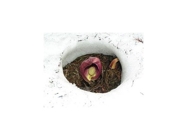 女神湖のザゼンソウ