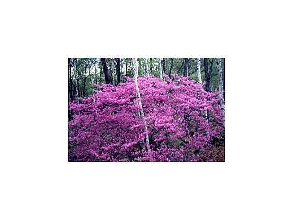 八千穂高原のトウゴクミツバツツジ