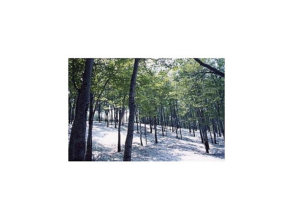 鍋倉山のブナ天然林