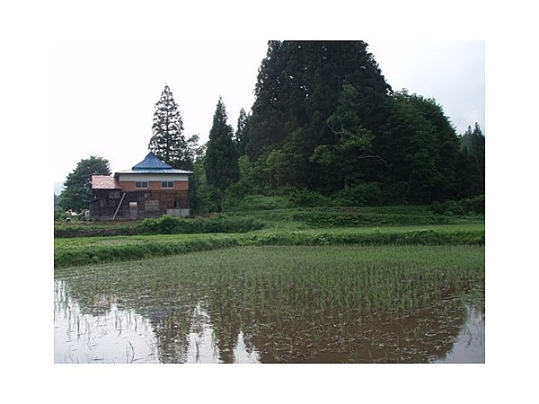 なべくら高原の蛍