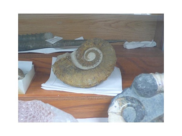 戸台の化石資料館