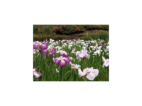 菖蒲沢のショウブ