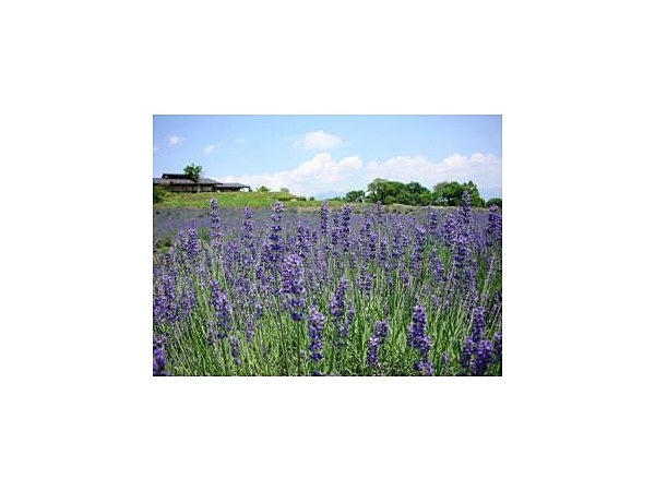 信州国際音楽村のラベンダー