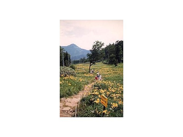 東館山高山植物園