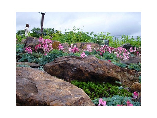 白馬五竜高山植物園