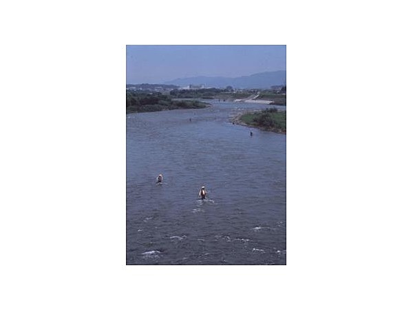 天竜川(長野県 伊那市)