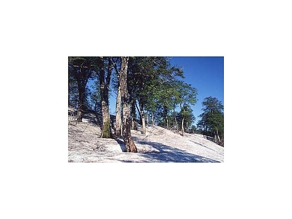 野々海高原のブナ原生林