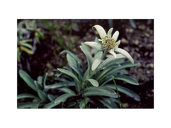 オオヒラウスユキ草