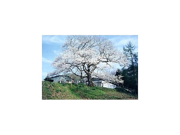 立屋の桜