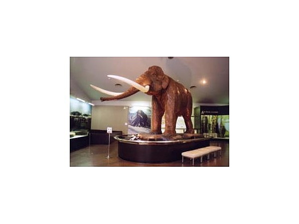 野尻湖ナウマンゾウ博物館