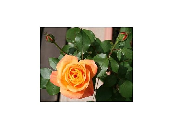 黒姫童話館のバラ