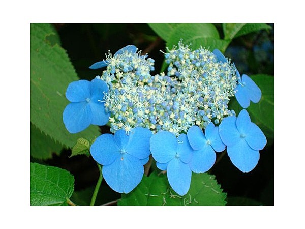 旬花咲く黒姫高原の雪アジサイ