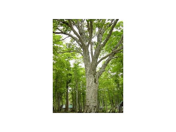 上ノ平のブナ林