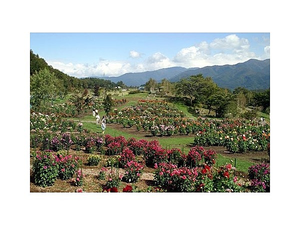 やまびこの丘公園 ダリア園