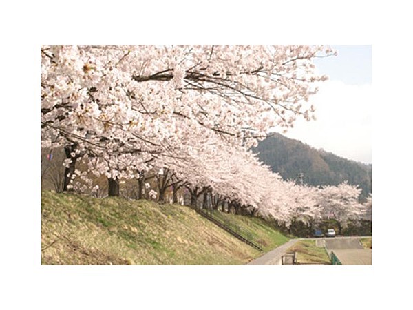 ケヤキの森公園の桜