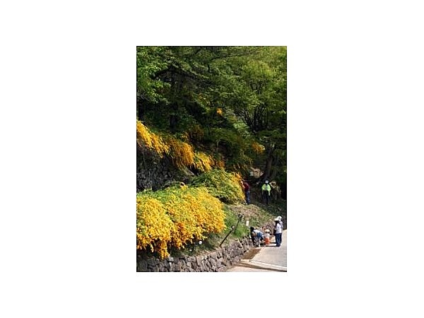 やまぶき街道のやまぶき