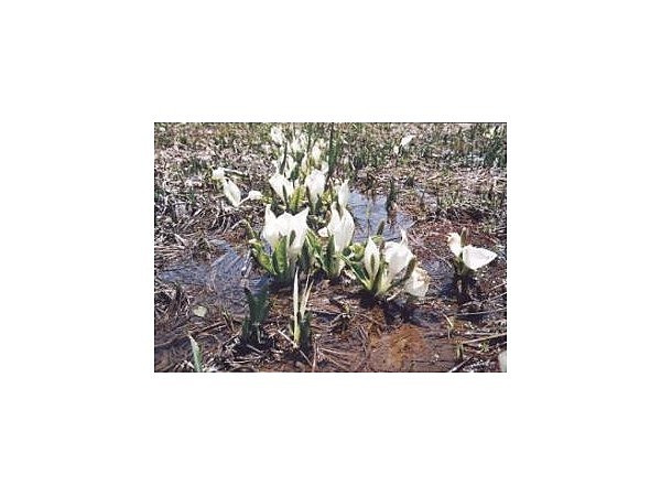 カヤの平高原の水芭蕉