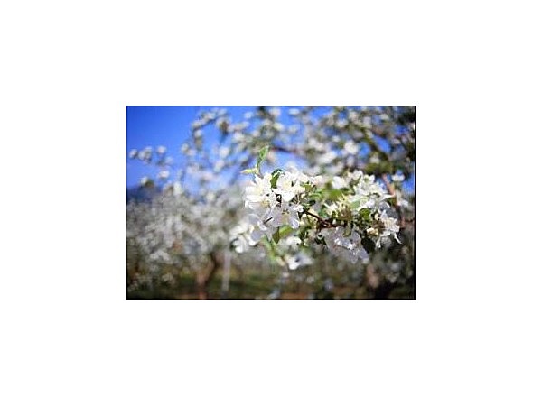 湯田中渋温泉郷のりんごの花