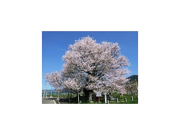 宇木のエドヒガン(千歳桜)