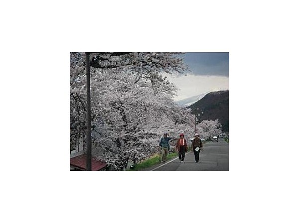 穂波温泉の堤防沿いの桜