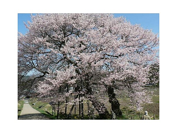 黒部のエドヒガン桜