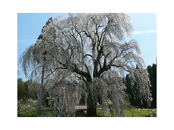 水中のしだれ桜