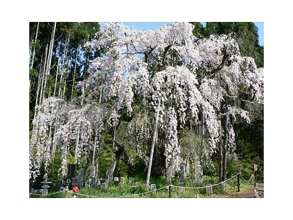 坪井のしだれ桜