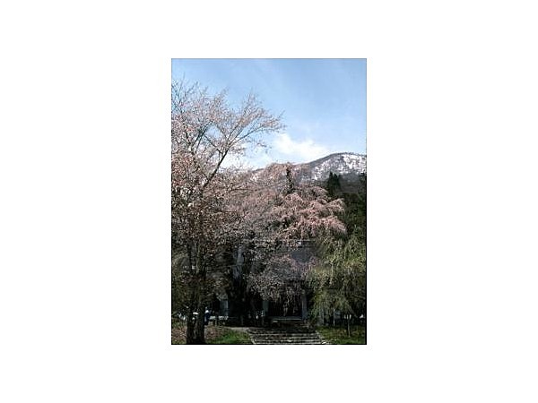 貞麟寺のシダレザクラ