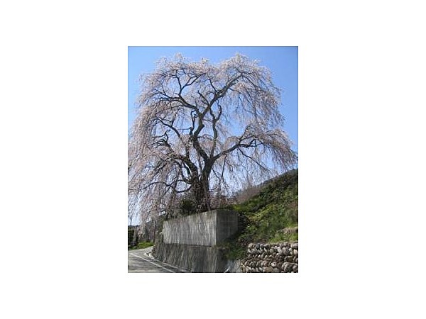 成就院来鳳枝垂桜