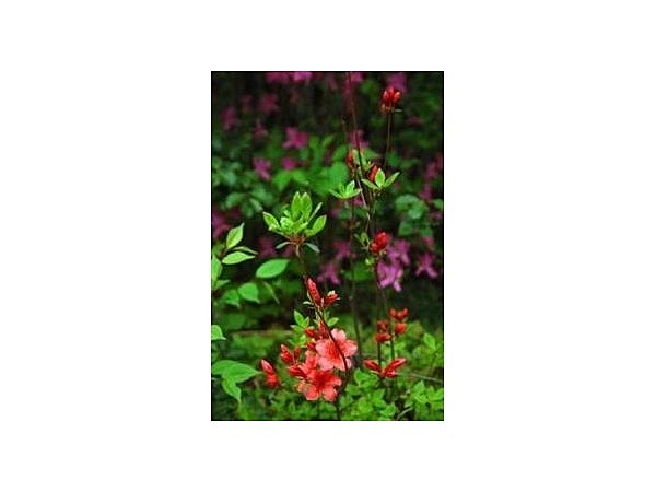 山清路のつつじ