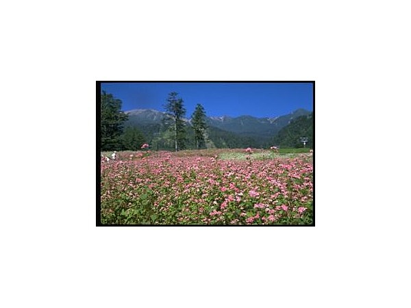 御岳ロープウェイの赤そばの花