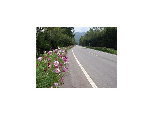 開田高原のコスモス