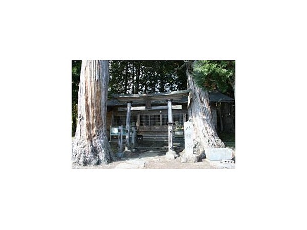 八幡宮のヒノキ