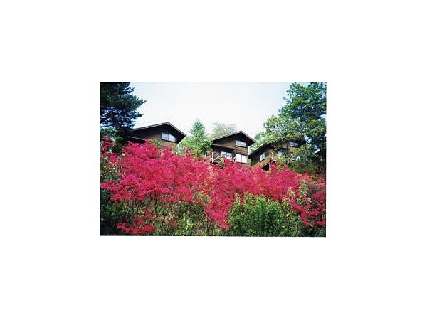 のぞきど森林公園のつつじ