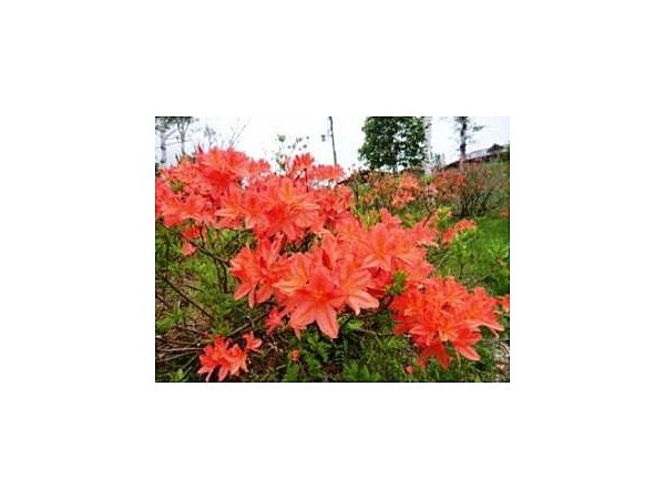 おんたけ銀河村キャンプ場のレンゲツツジ