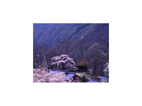田上観音堂のしだれ桜
