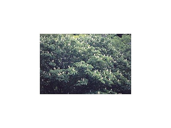 鳥居峠子産みの栃