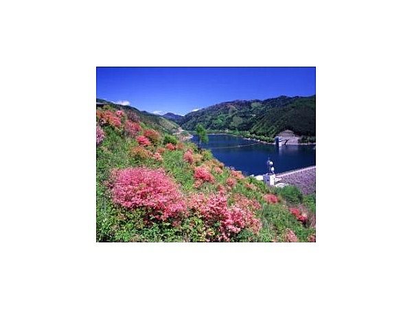 柳沢尾根公園のつつじ