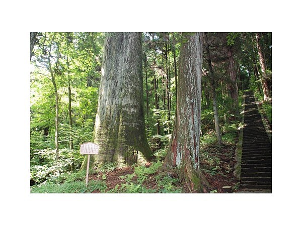 白山神社の大杉