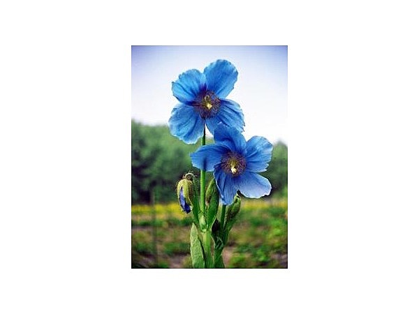 中村農園の青いケシ