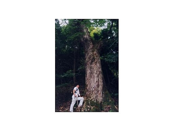 鬼面山麓のトチノキ