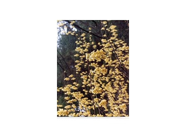 豊丘村のミヤマトサミズキ