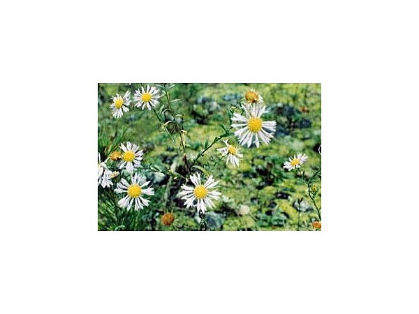 豊丘村のクダザキヤマジノギク