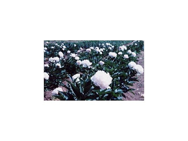 豊丘しゃくやく園