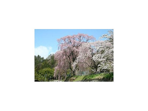 氏乗のしだれ桜